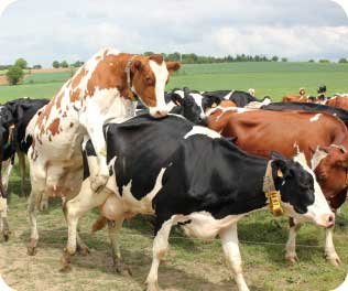 Les clés pour améliorer les IVV de vos vaches laitières.