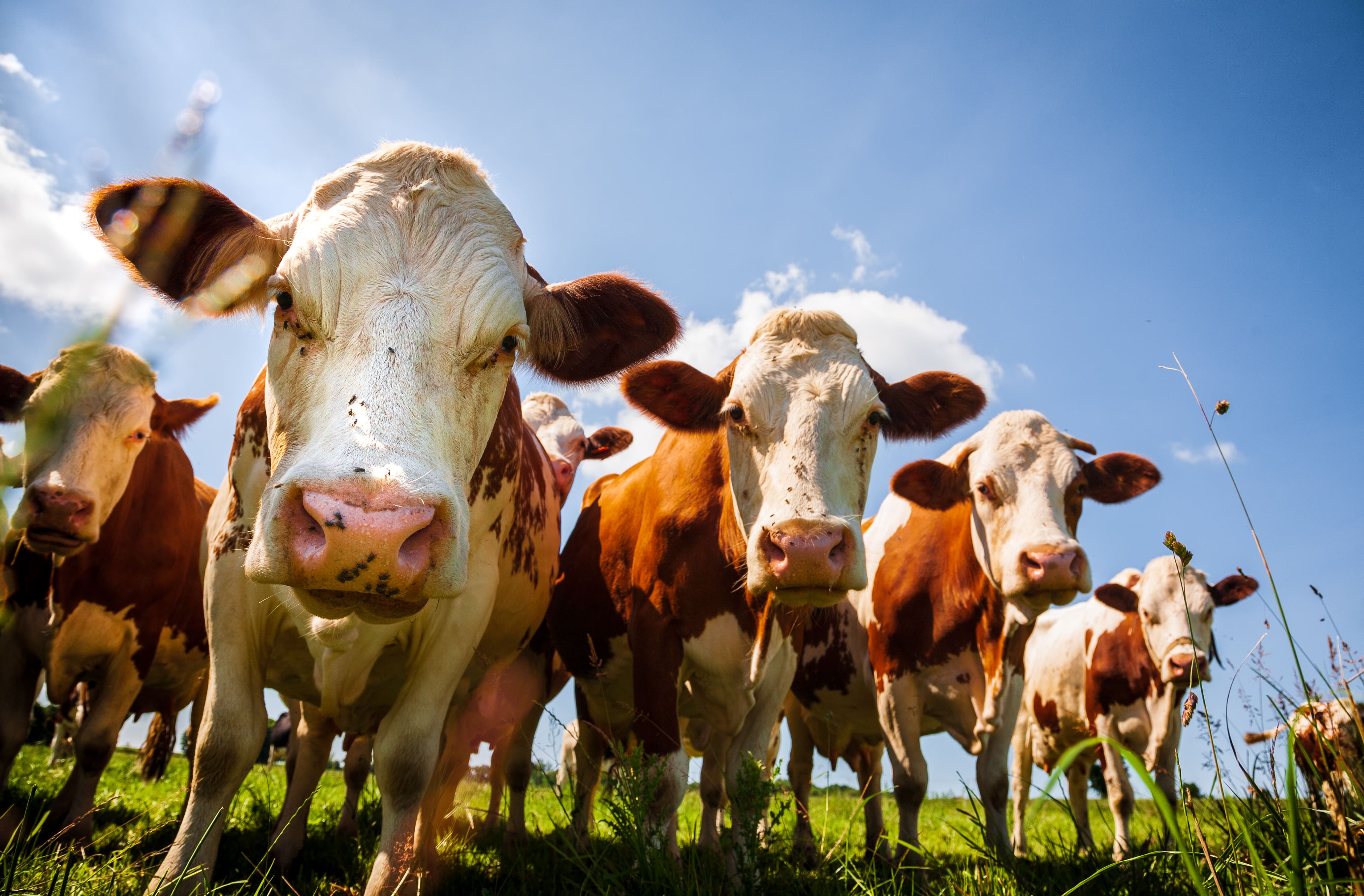 Hoe moet het rantsoen van herkauwers tijdens de weidegang aangepast worden?